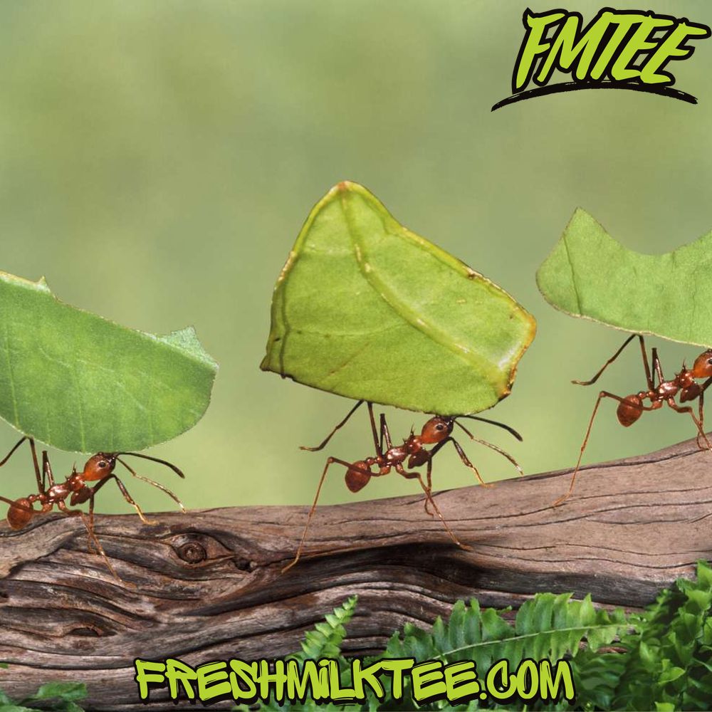 what do ants eat what do ants eat?