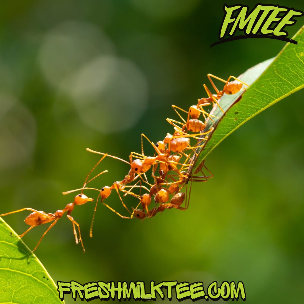 what do ants eat what do ants eat?