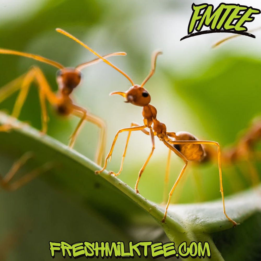 what do ants eat what do ants eat?