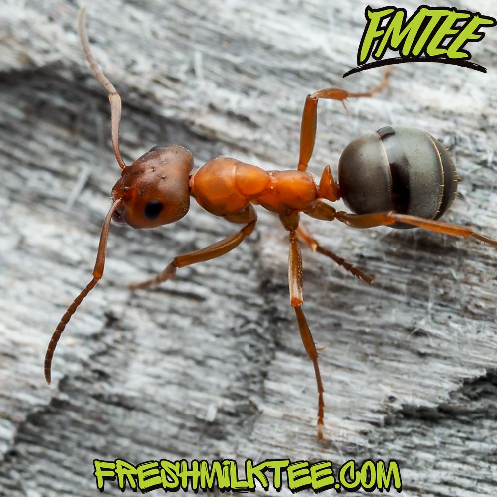 what do ants eat what do ants eat?