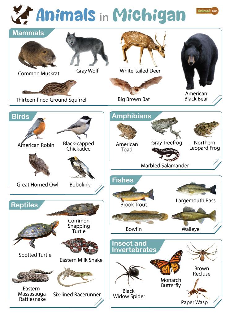 What Animals Lived in East Tawas Michigan in the 1800s?