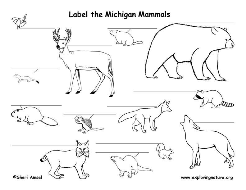 MI mammals labeling72